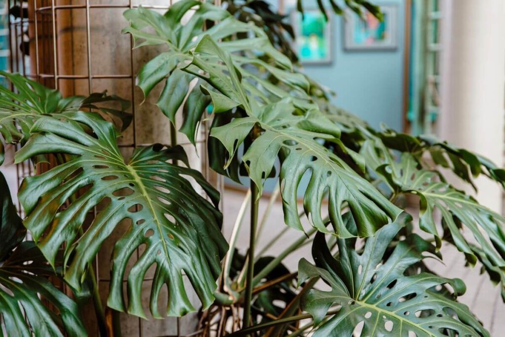 Monstera deliciosa split leaves with fenestrations